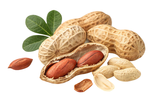 Indian peanuts exporter — bold and Java varieties for food processing and retail supply
