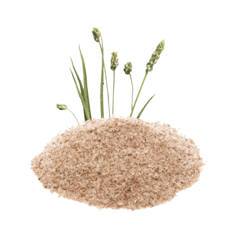 High-quality Psyllium Husk exporter from India — natural dietary fiber for global markets